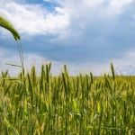 Философия принятия случайности в слот игре Sky Bounty