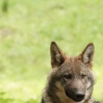 Wolf Gold игра как метафора принятия неудач и несовершенства