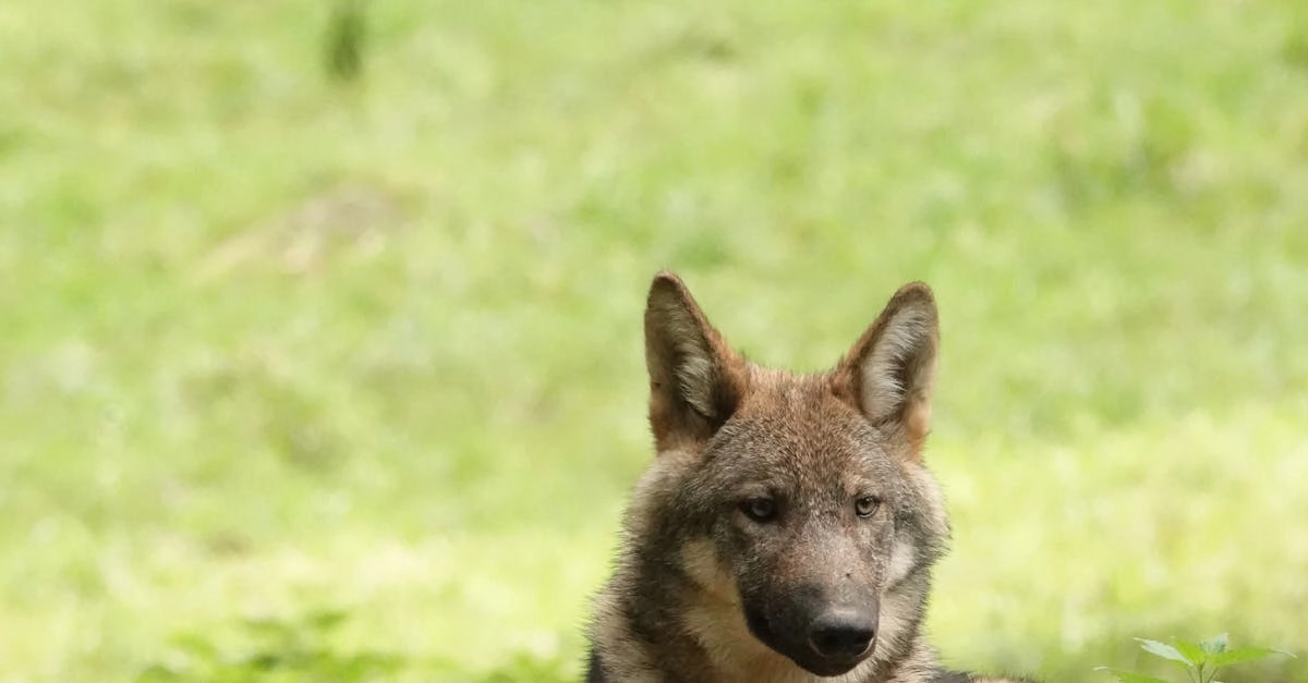 Wolf Gold игра как метафора принятия неудач и несовершенства